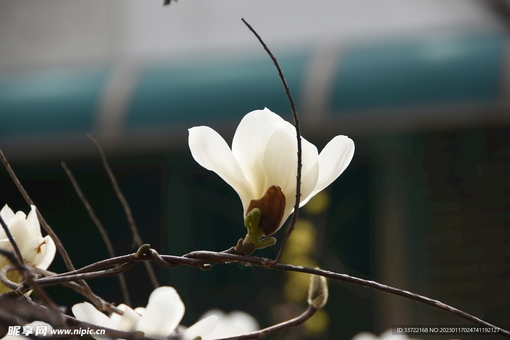 玉兰花