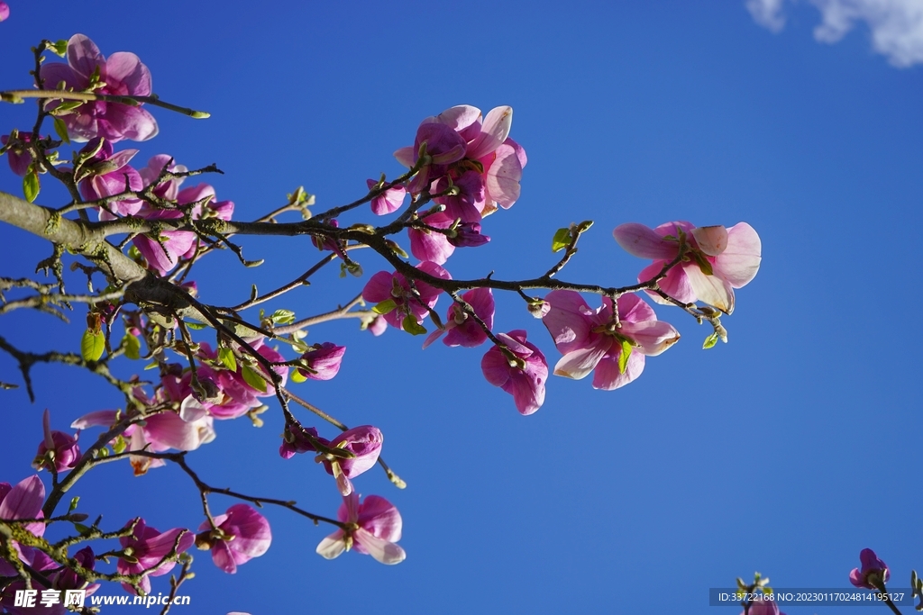 玉兰花