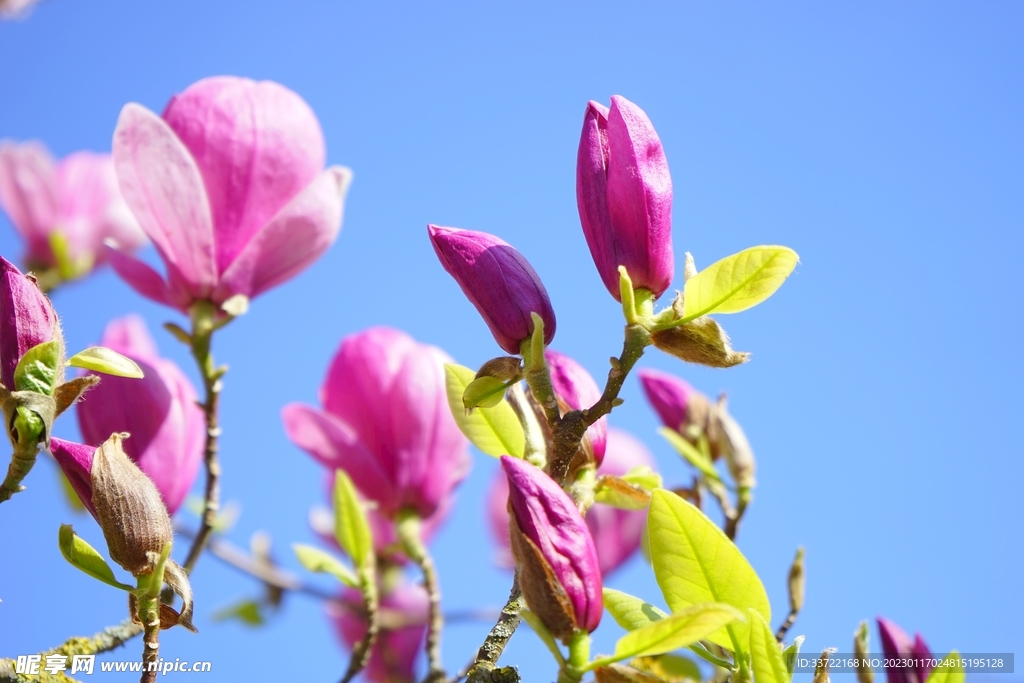 玉兰花