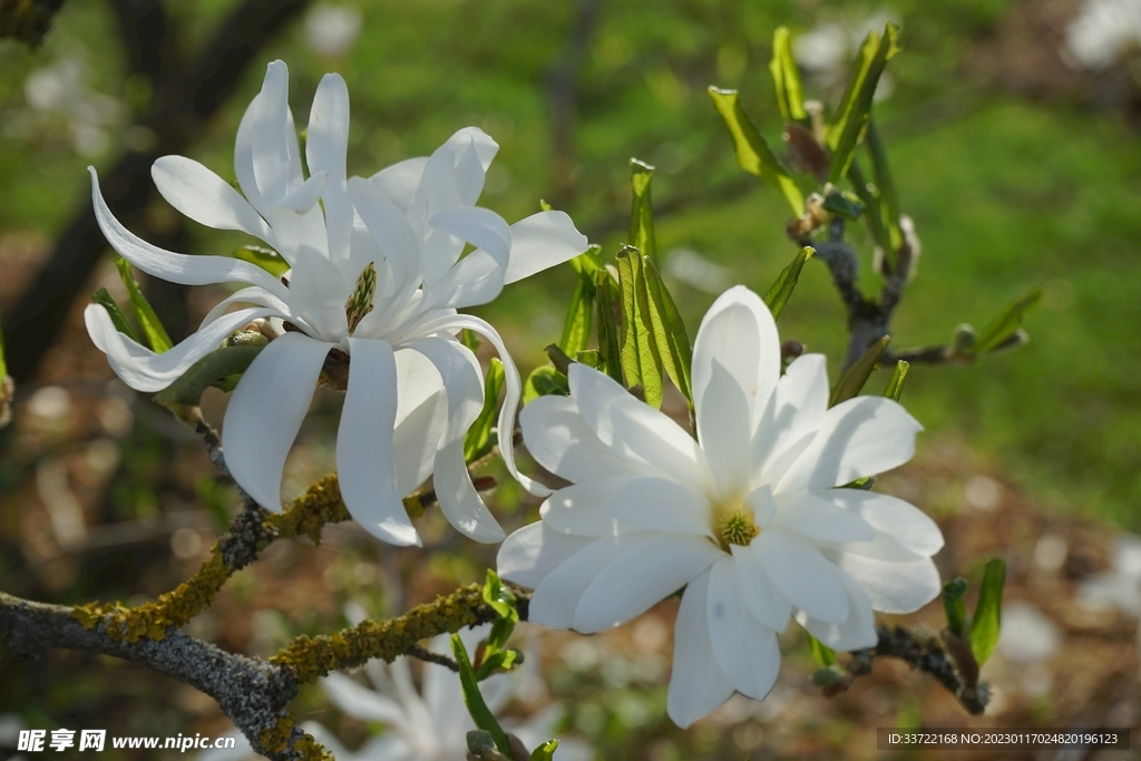 玉兰花