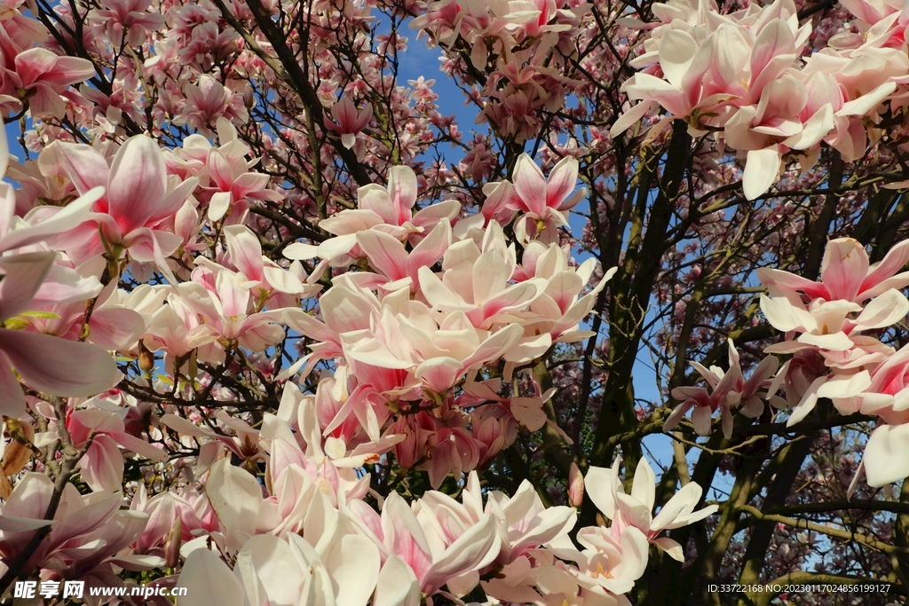 玉兰花
