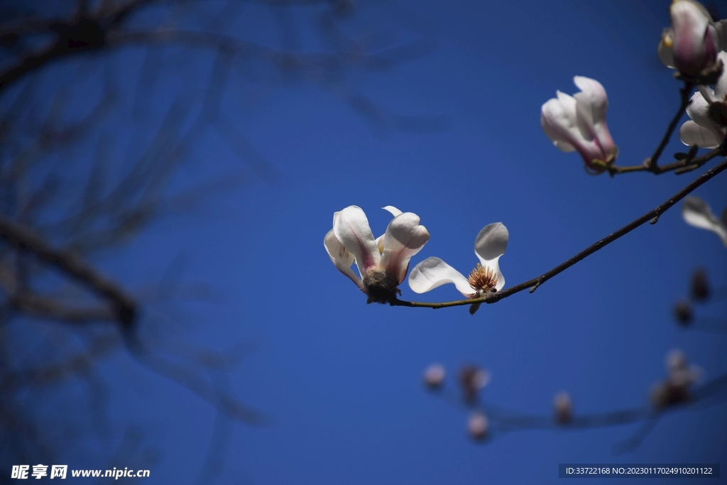 玉兰花