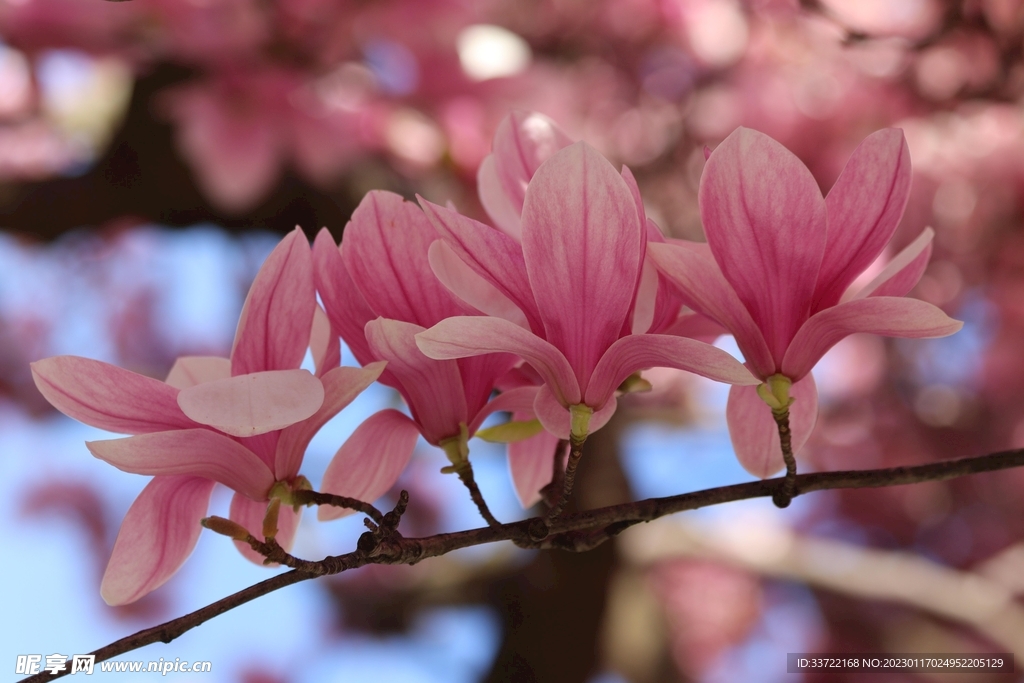 玉兰花