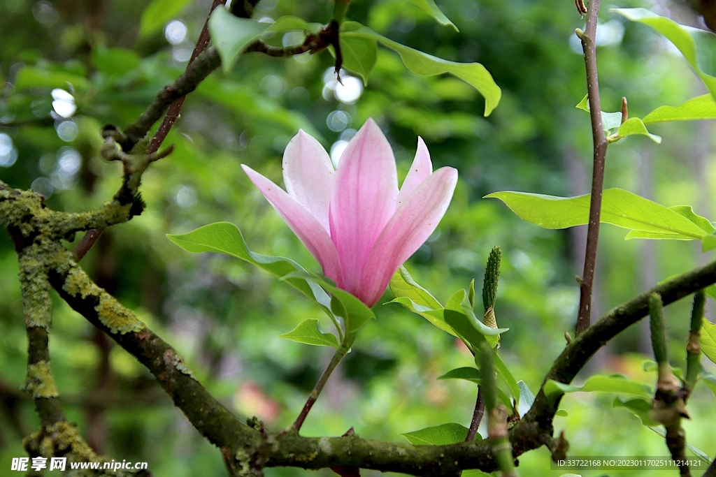 玉兰花