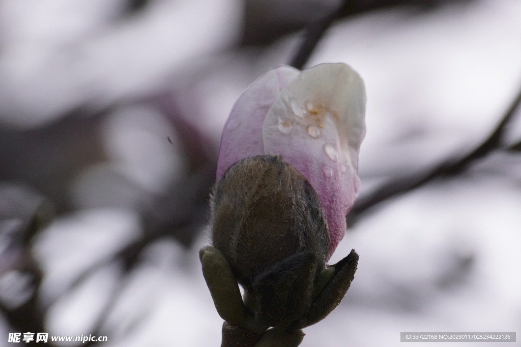 玉兰花