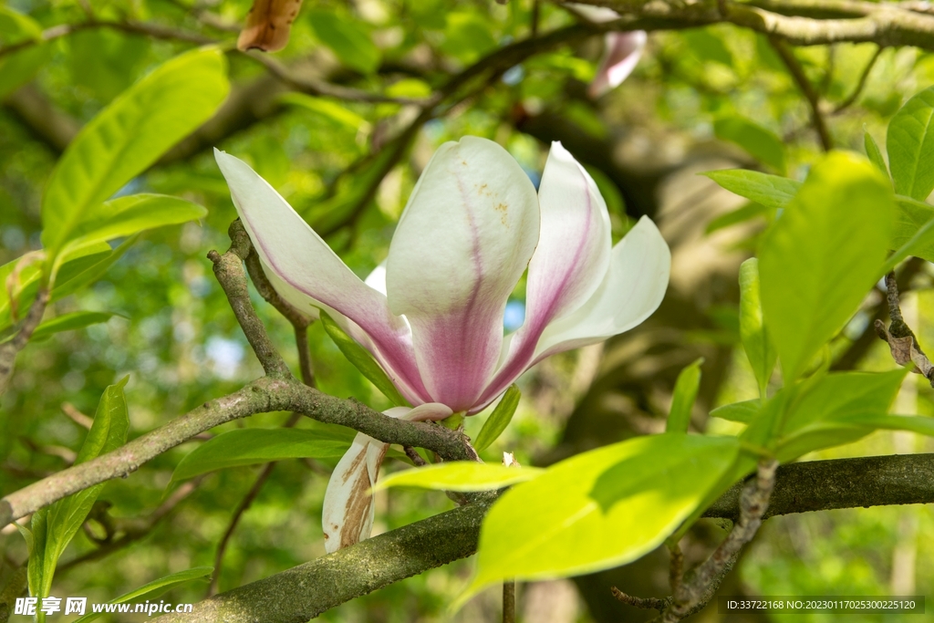 玉兰花