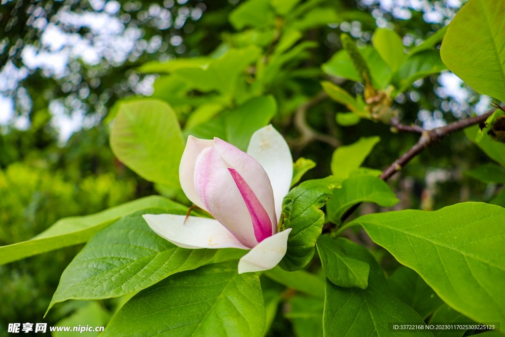 玉兰花