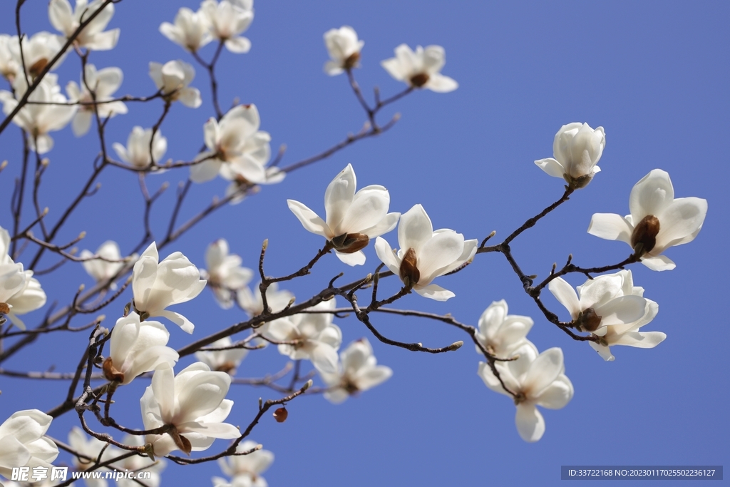 玉兰花