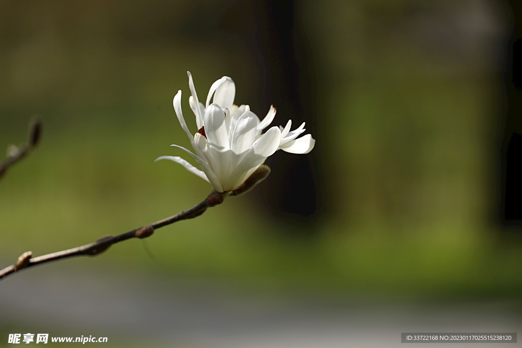 玉兰花