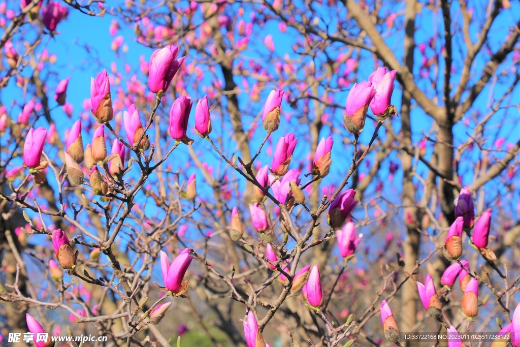 玉兰花