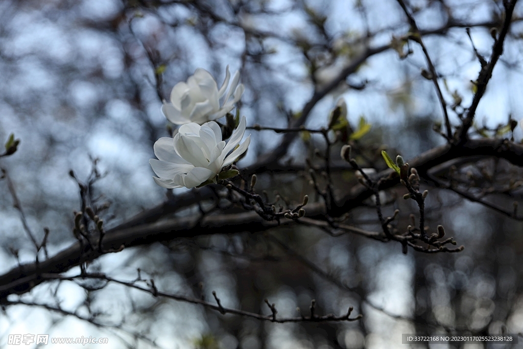 玉兰花