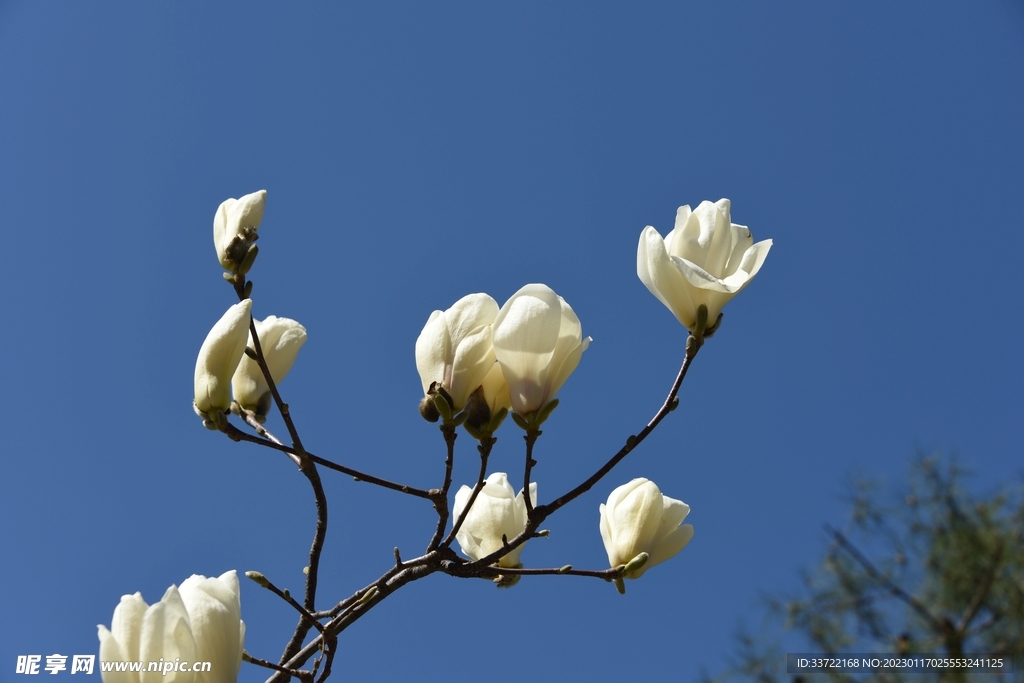 玉兰花