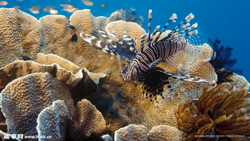 大海