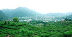上犹茶园基地