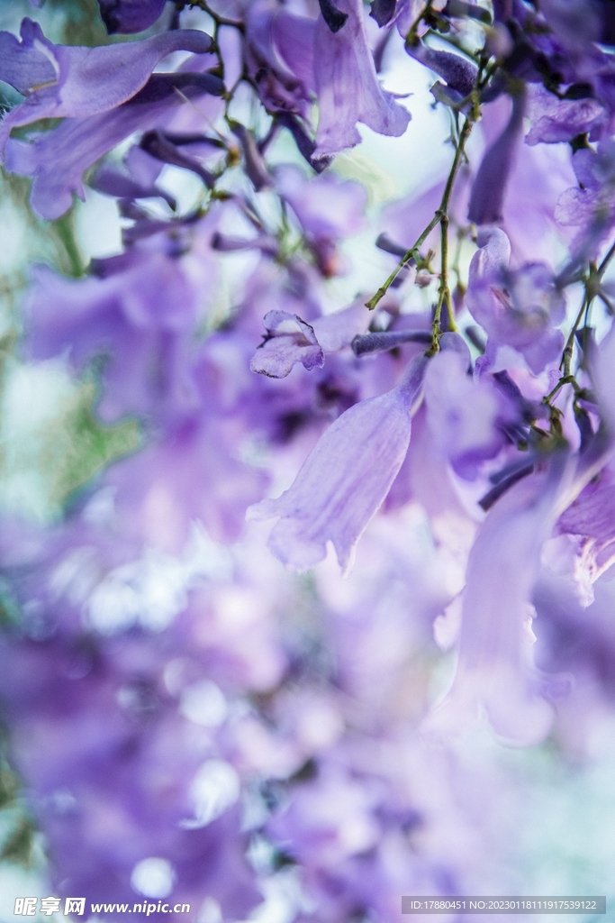 蓝花楹