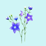 喇叭花牵牛花 