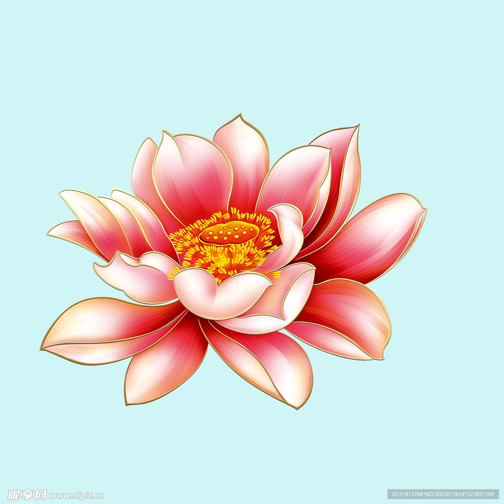 荷花莲花花卉 