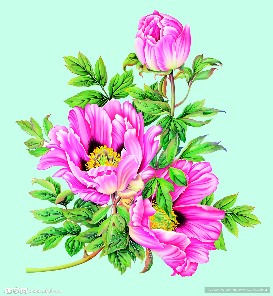 鲜花牡丹花