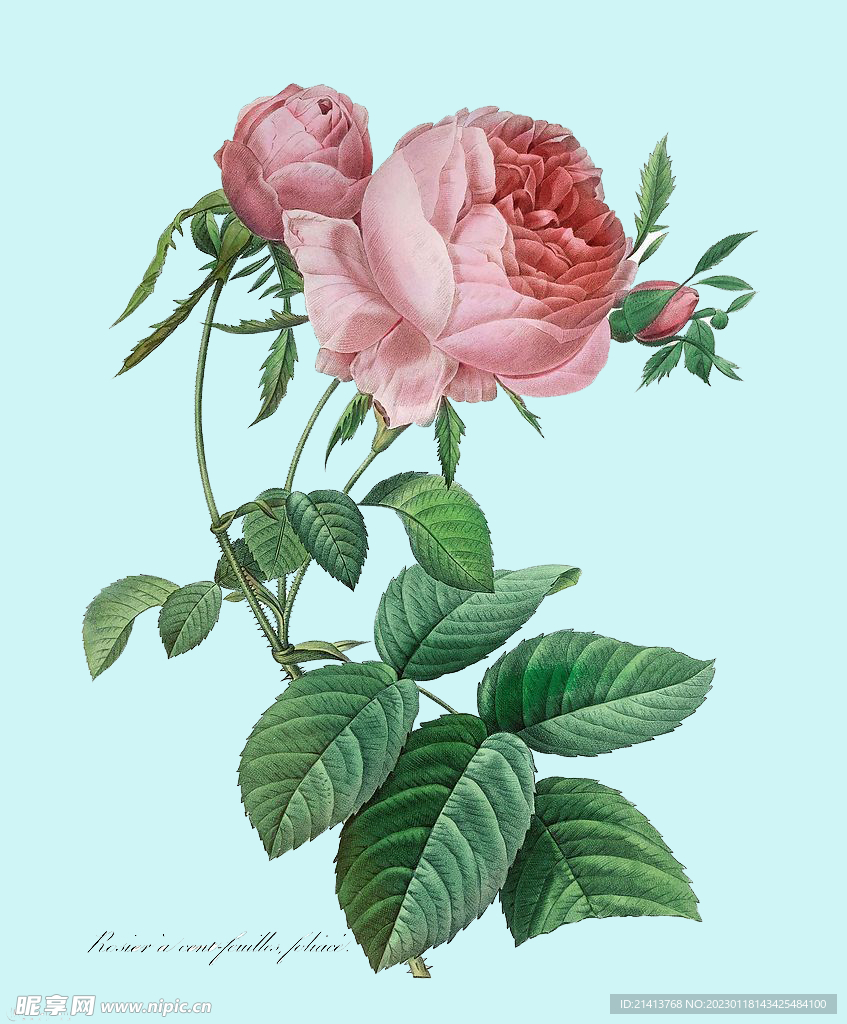 手绘玫瑰花 