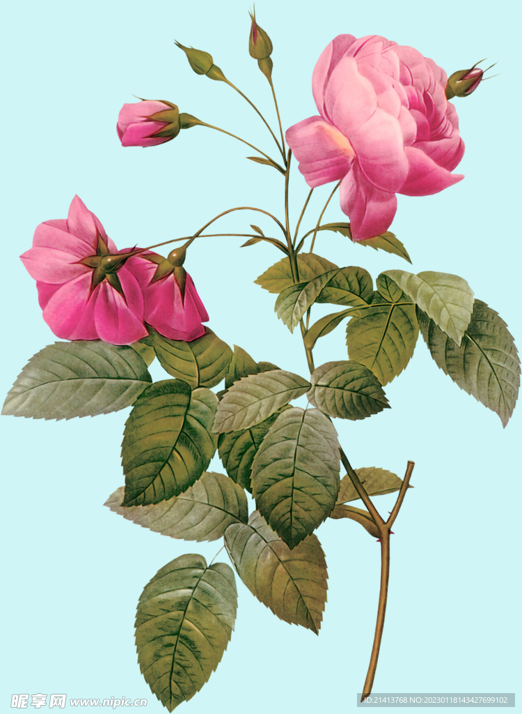 手绘玫瑰花 