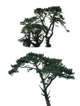 松树