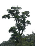 松树