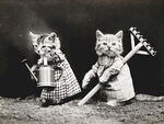 猫 