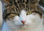 猫 