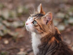 猫 