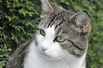 猫 