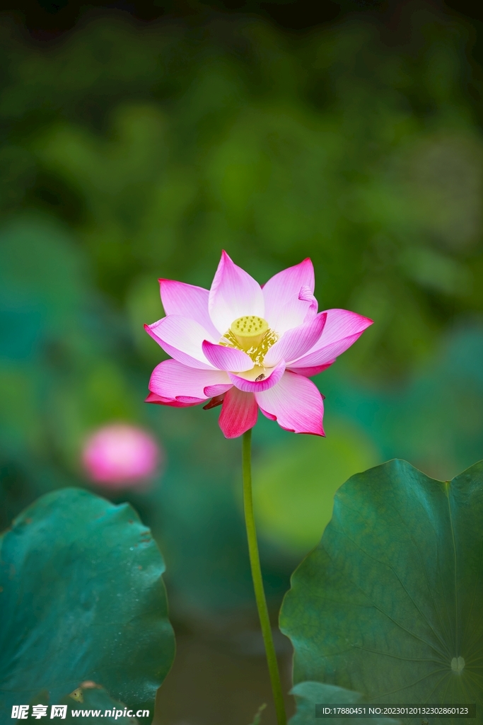 睡莲