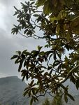 拼版