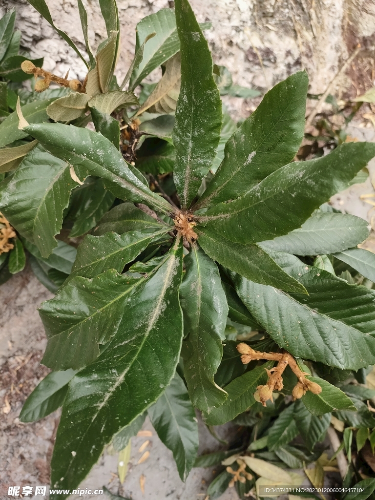 枇杷树