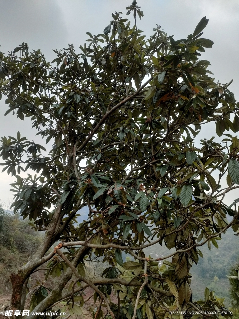枇杷树