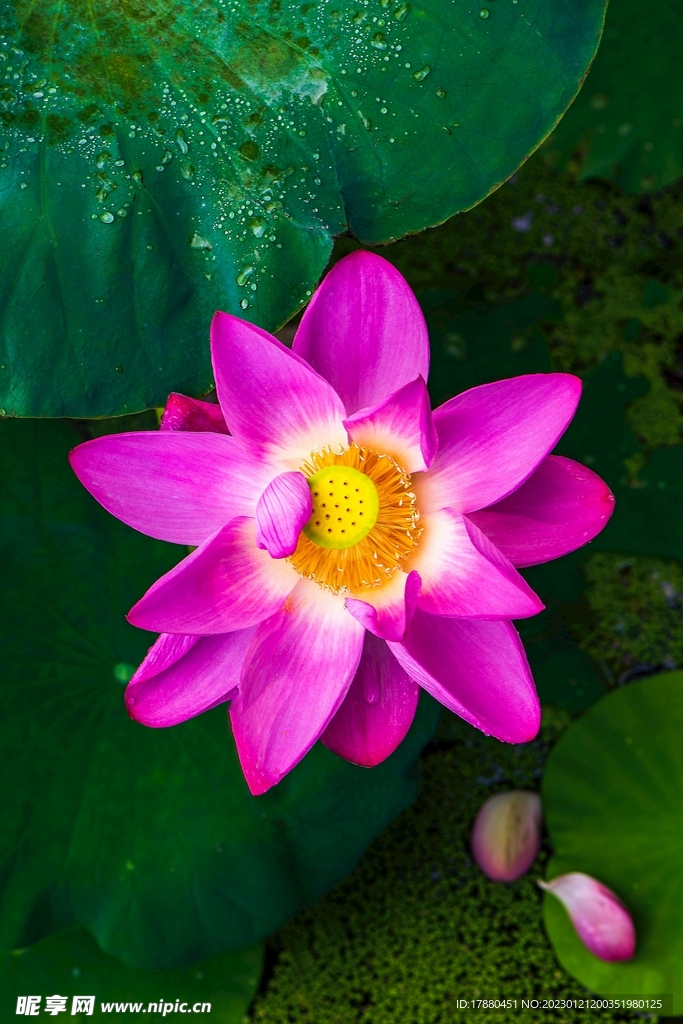 荷花