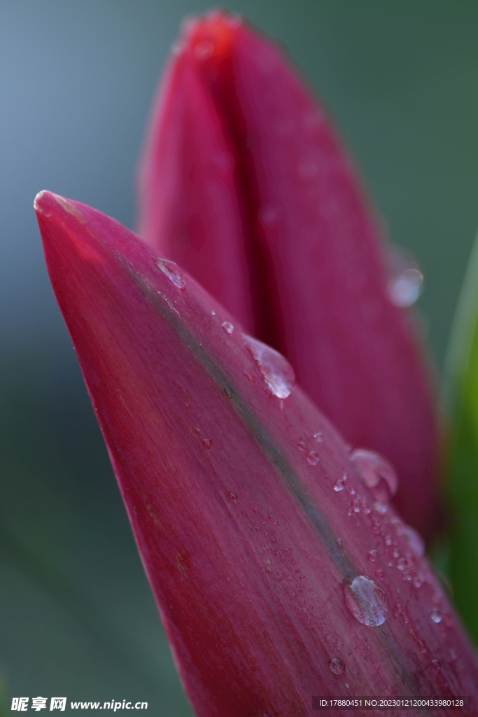花瓣