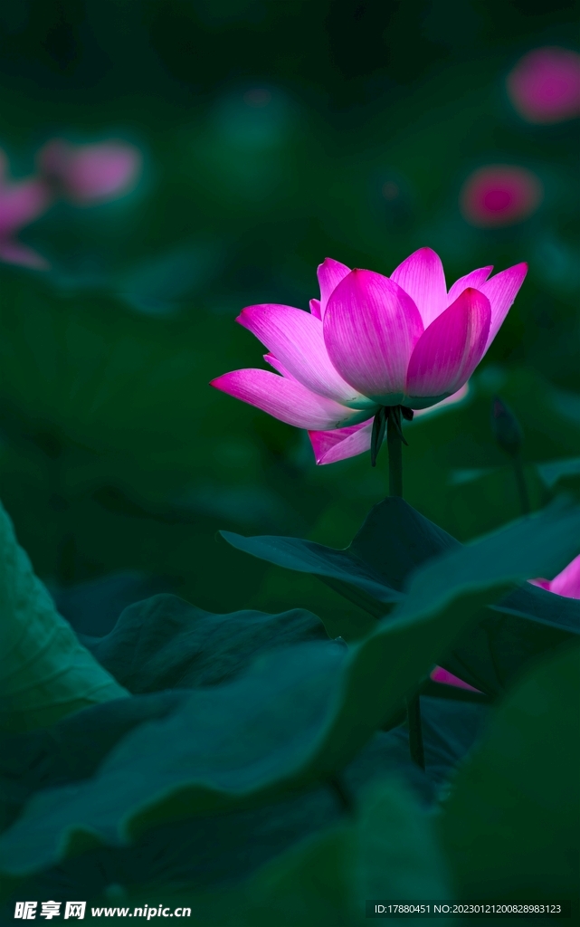 荷花