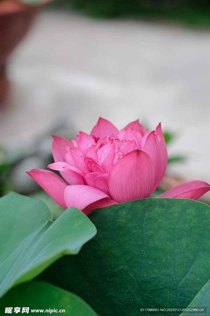 睡莲
