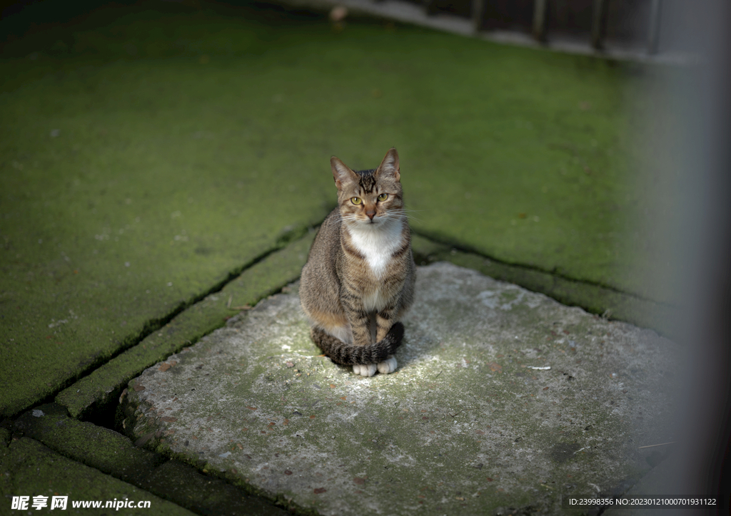 蹲在阳光下的小猫