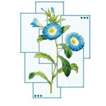 花