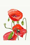 花