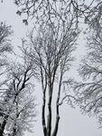 雪景