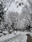 雪景