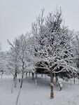 雪景