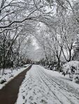 雪景