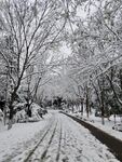 雪景