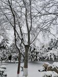 雪景