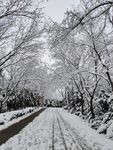 雪景