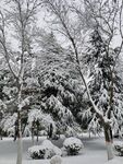 雪景