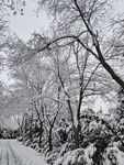 雪景